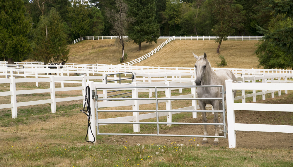 Le paddock idéal : aménager l'espace de vie de votre cheval